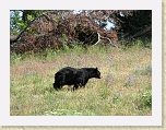 Wyoming2008 504 * Black bear * Black bear * 2816 x 2112 * (4.57MB)